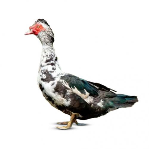 Chinahash (China Duck) (চিনাহাঁস) - Live weight