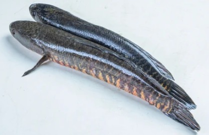 Shol Fish (Snakehead) (শোল মাছ) - 500-700 gm