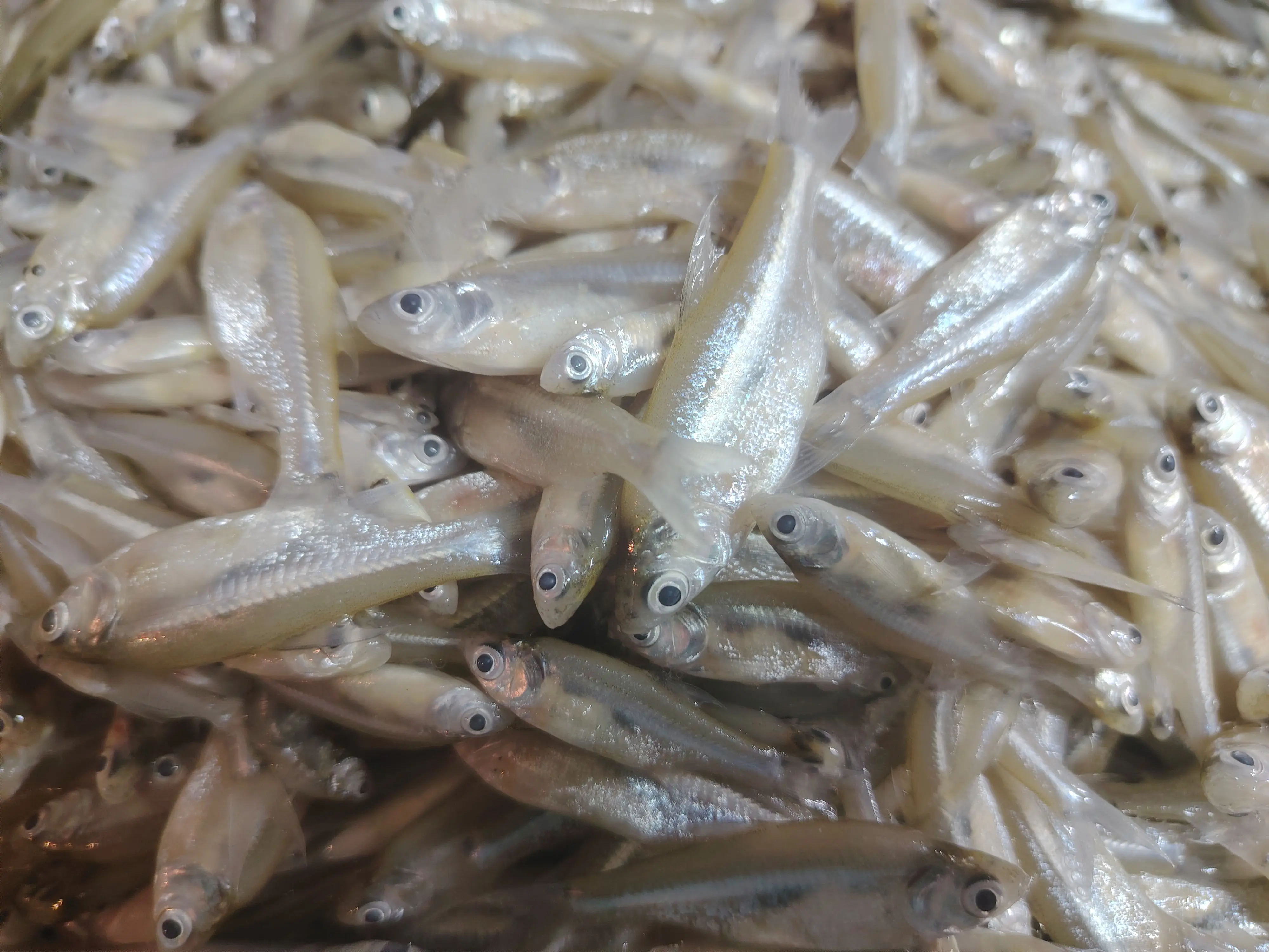 Mola Fish (মলা মাছ) - Regular