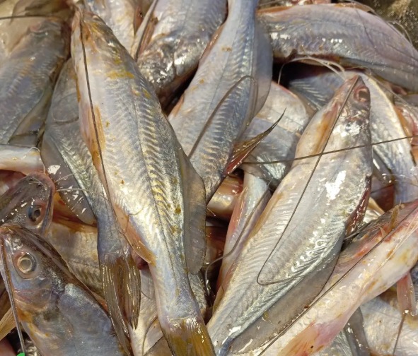 Gulsha Tengra (Regular) (গুলশা টেংরা রেগুলার) - Regular