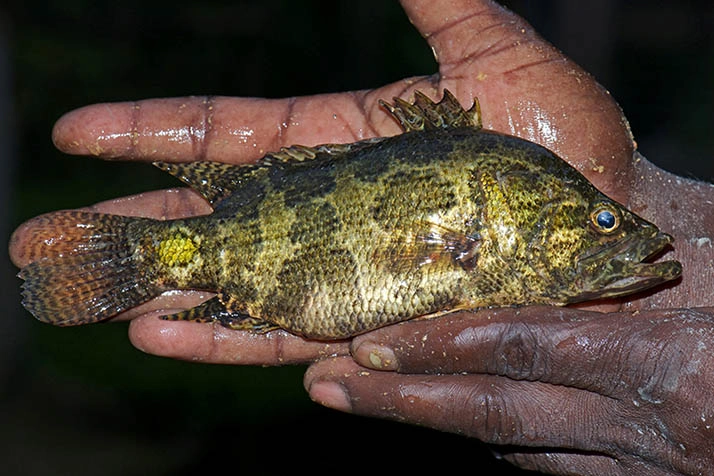 Meni Fish (মেনি মাছ) - Regular