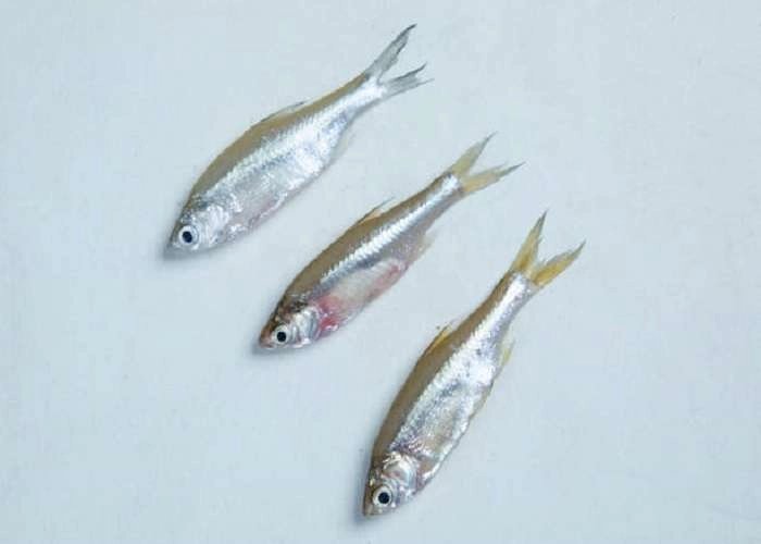 Kachki Fish (কাচকি মাছ) - Regular