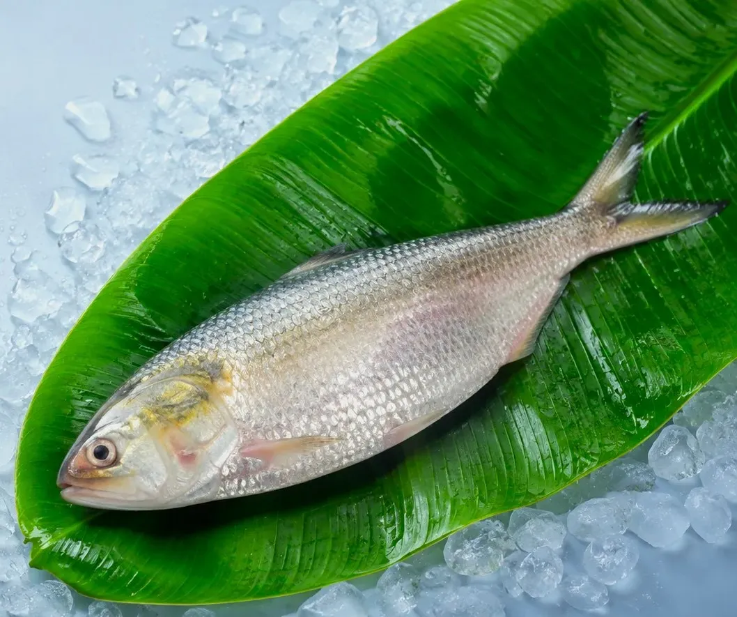 Rupali Ilish (Hilsa) (রুপালি ইলিশ) - 1200-1300 gm