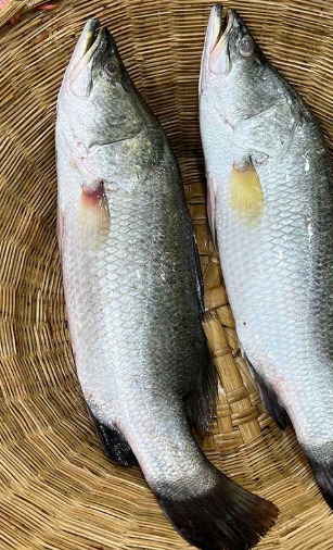 Koral Fish (Sea Bass) (কোরাল মাছ) - 8-10 kg
