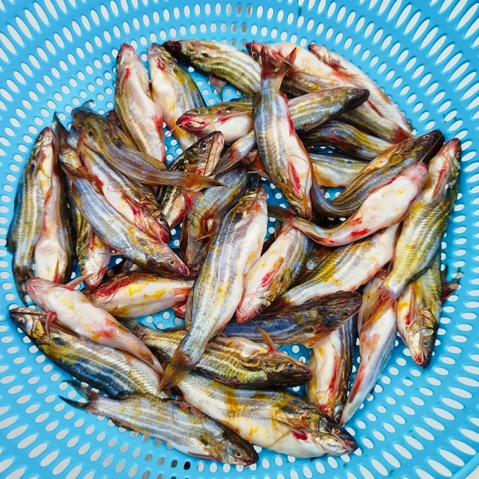Deshi Tengra Fish (দেশি টেংরা) - Regular