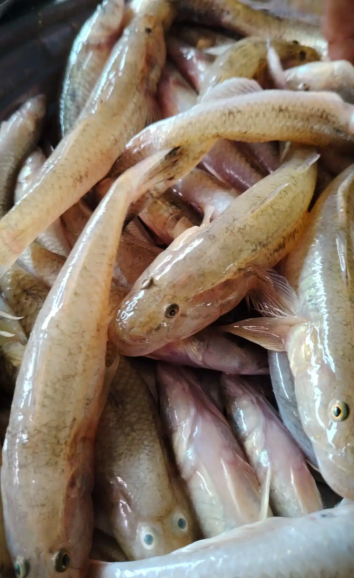 Baila Fish (Goby) (বাইলা মাছ) - Regular