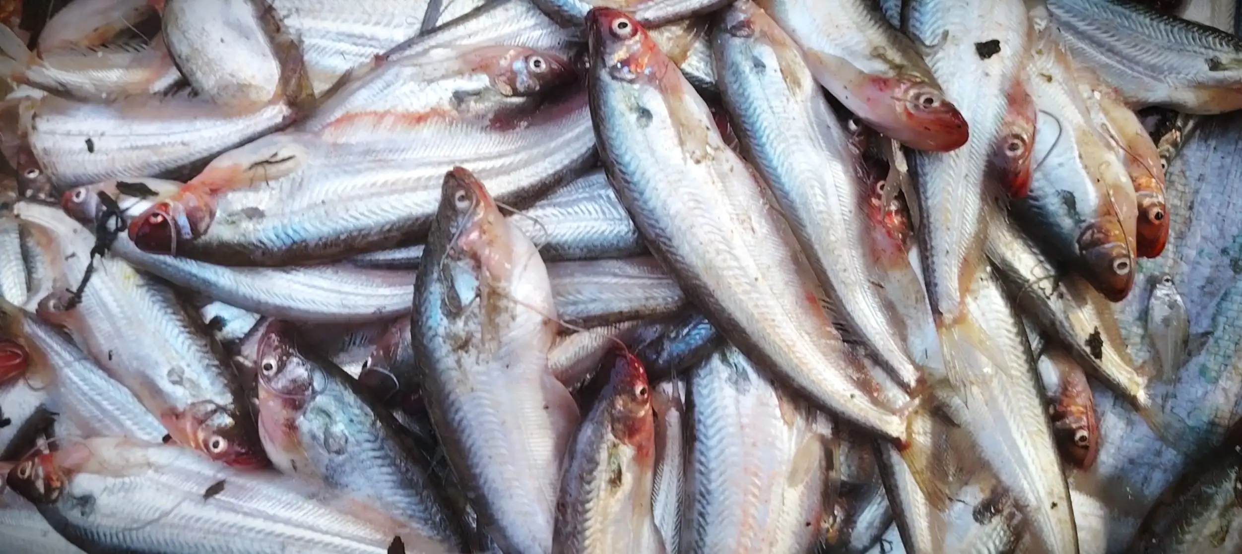 Pabda Fish (Butter Catfish) (পাবদা মাছ) - Regular