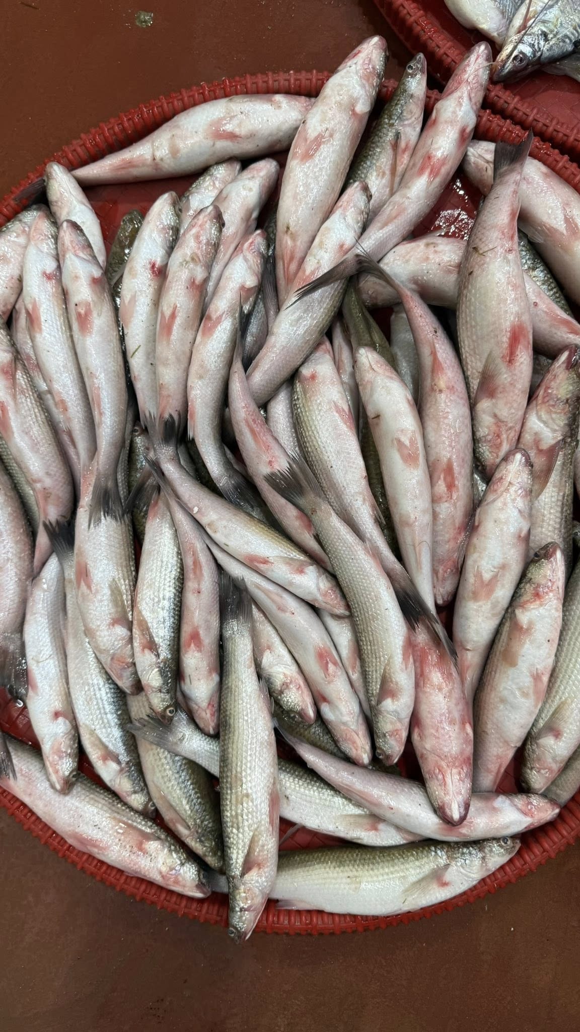 Bata Fish (বাটা মাছ) - Regular
