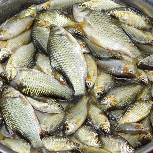 Deshi Puti Fish (দেশি পুটি) - Regular