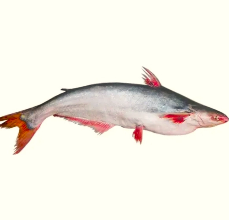 River Pangas (Whole) (নদীর পাংগাস) - 4-6 kg