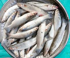Parshe Fish (পারশে মাছ) - Regular