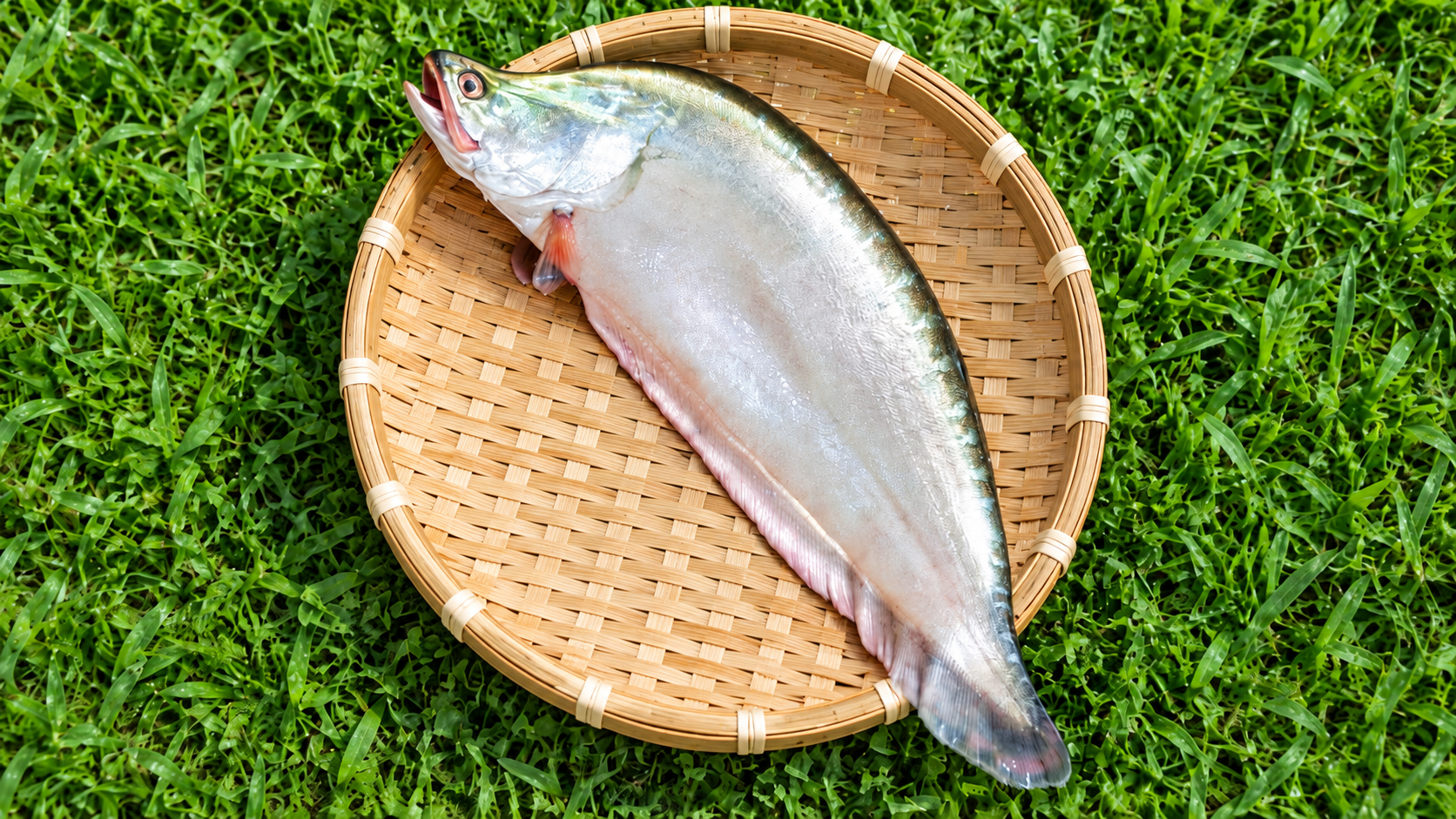 Chital Fish (Clown Knifefish) (চিতল মাছ) - 3-4 kg