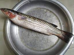Bhangon Fish (ভাঙ্গন মাছ) - Regular
