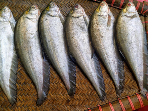 Deshi Foli Fish (দেশি ফলি) - Regular