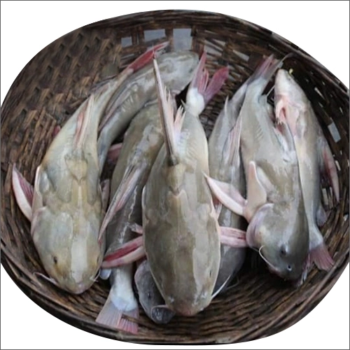 Rita Fish (রিঠা মাছ) - 1.5 kg+