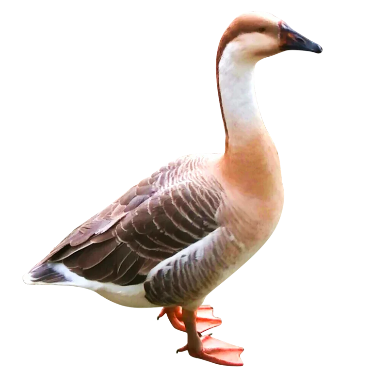 Rajhash (Goose) (রাজহাঁস) - Live weight
